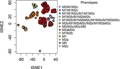 Boolean modeling reveals that cyclic attractors in macrophage polarization serve as reservoirs of states to balance external perturbations from the tumor microenvironment